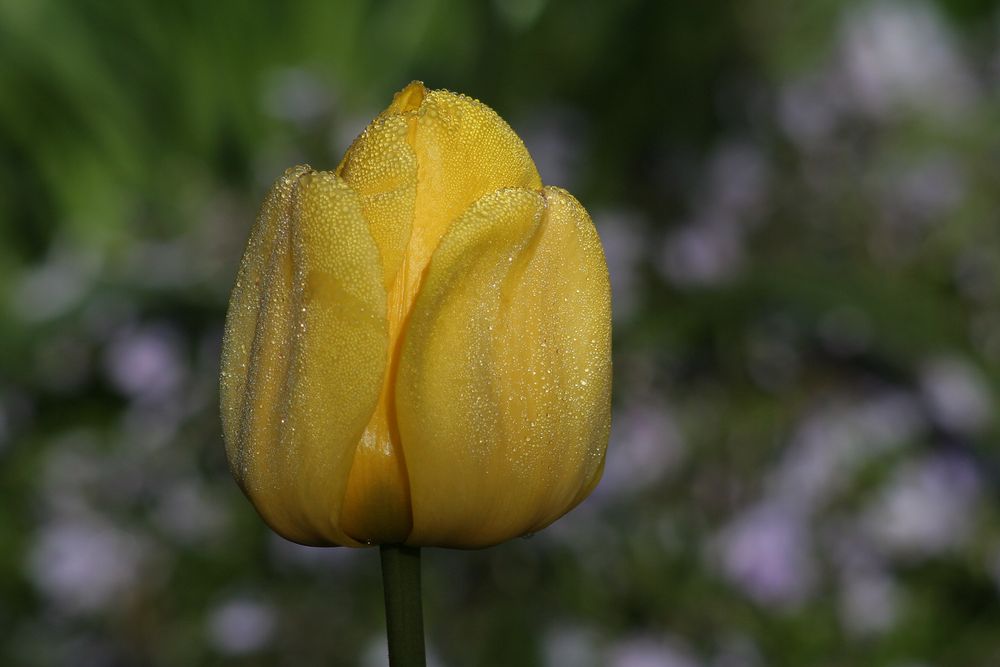 gelbe tulpe von Bernhard Loewa 