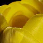gelbe tulpe
