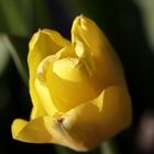 gelbe Tulpe