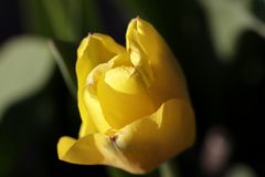 gelbe Tulpe