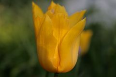 gelbe tulpe