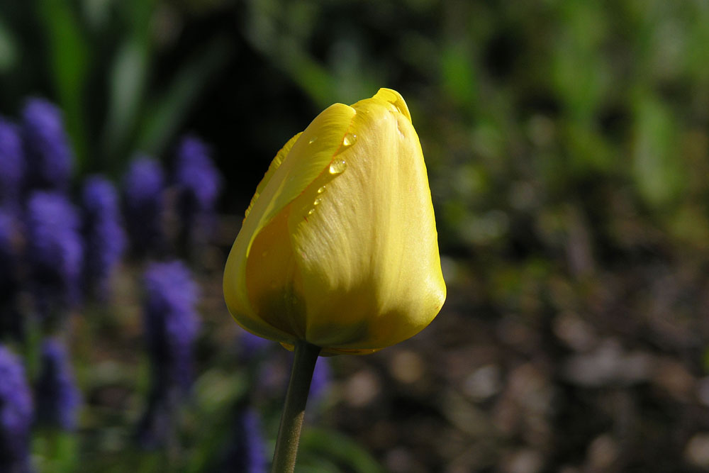 Gelbe Tulpe