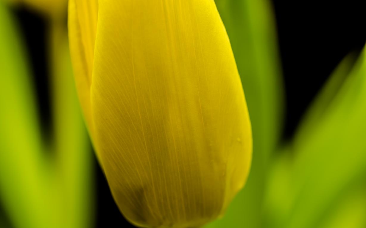 Gelbe Tulpe