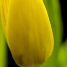 Gelbe Tulpe