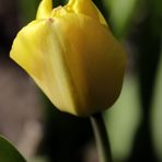 gelbe Tulpe