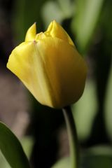 gelbe Tulpe