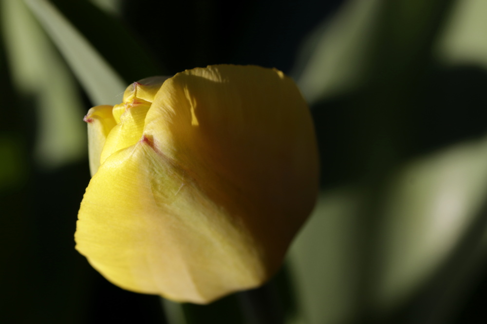 gelbe Tulpe