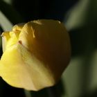 gelbe Tulpe