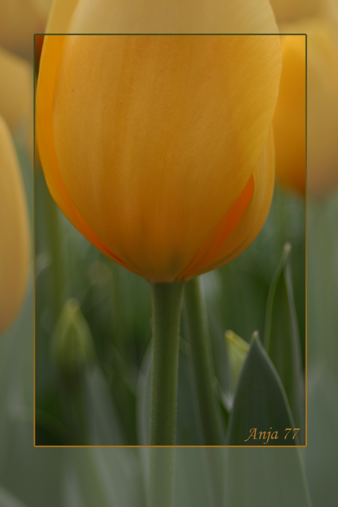 gelbe Tulpe