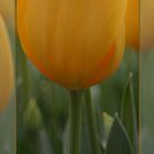 gelbe Tulpe