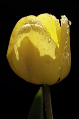 Gelbe Tulpe