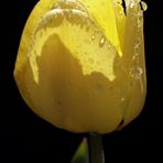 Gelbe Tulpe