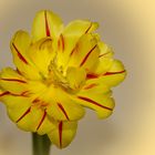 Gelbe Tulpe