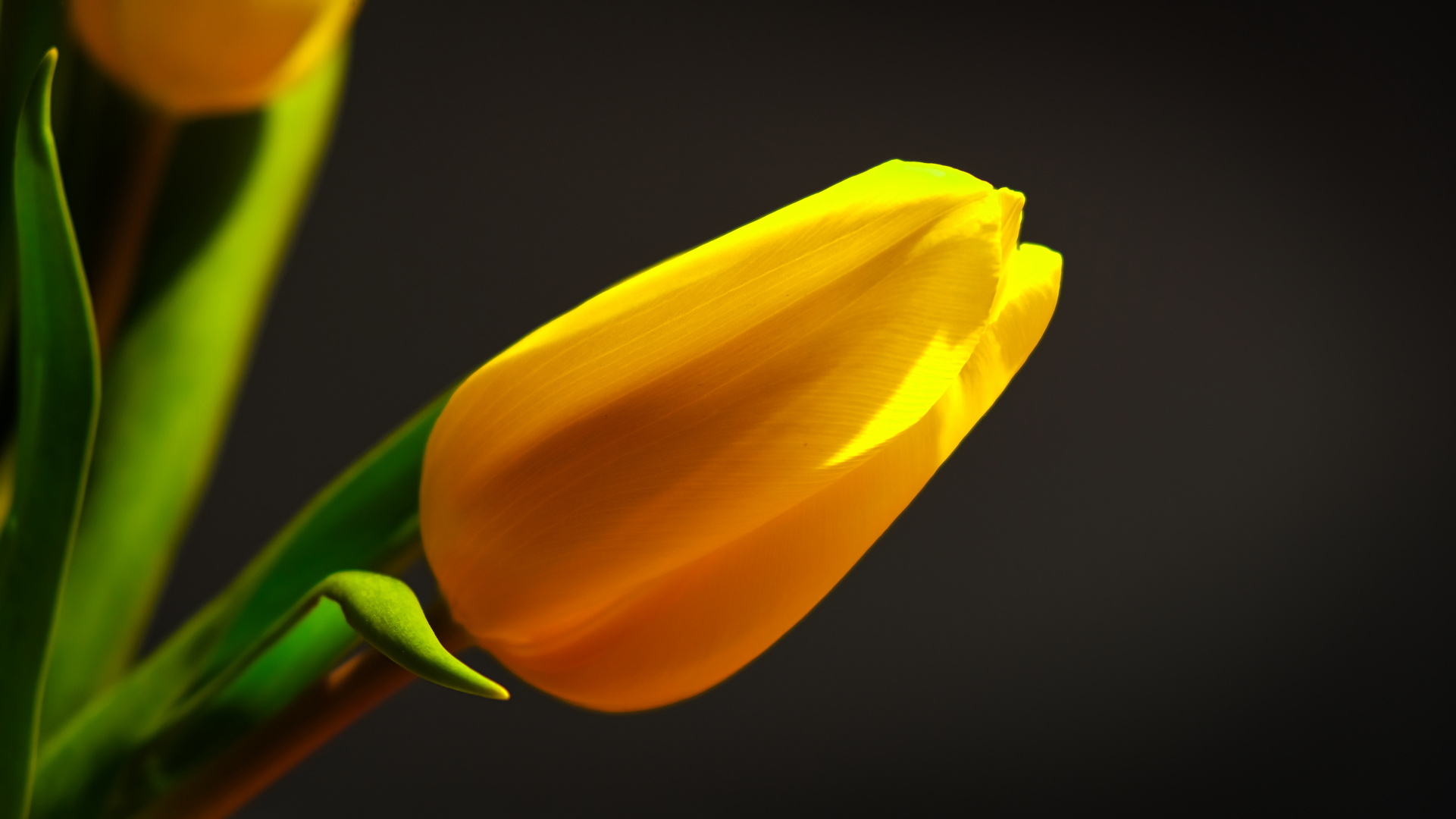 Gelbe Tulpe