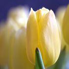 Gelbe Tulpe......