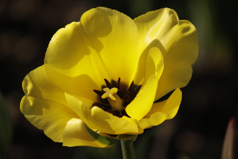 Gelbe Tulpe