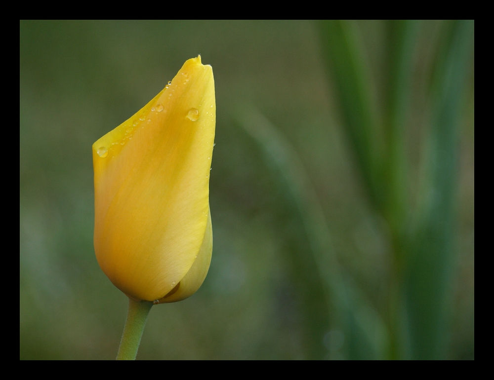 gelbe Tulpe