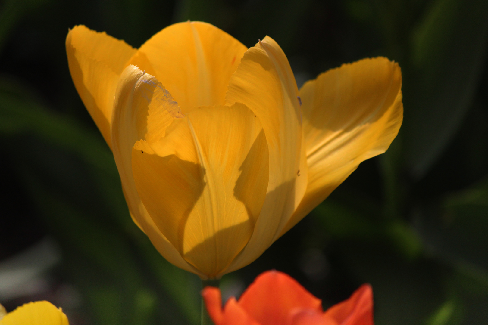 Gelbe Tulpe