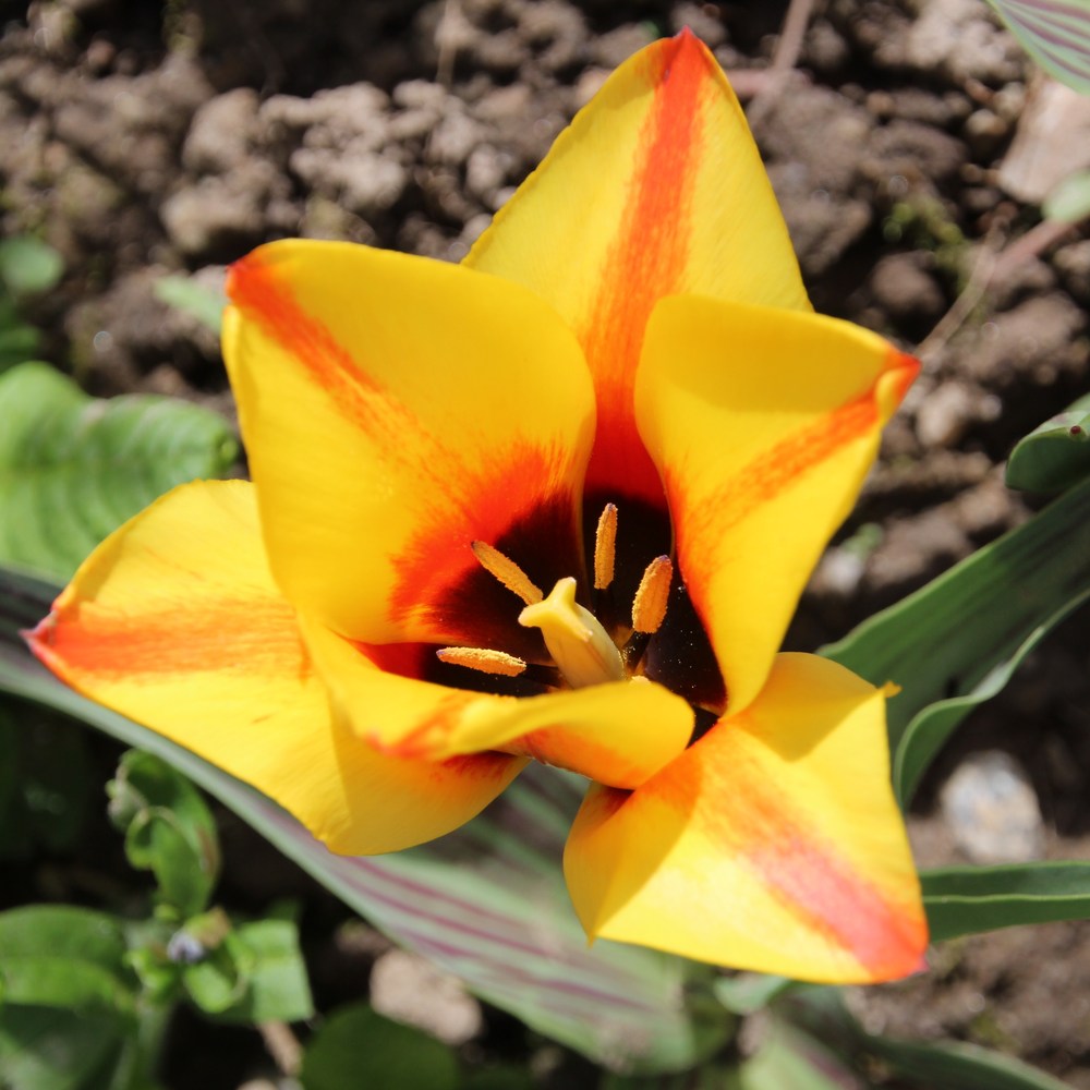 gelbe Tulpe