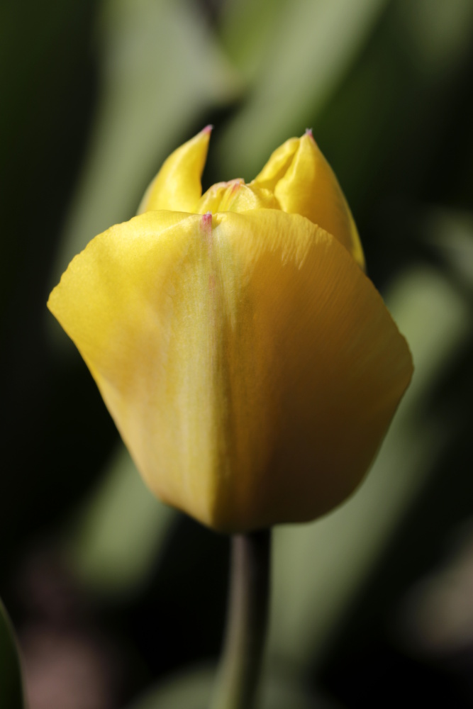 gelbe Tulpe