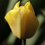 gelbe Tulpe