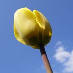 Gelbe Tulpe