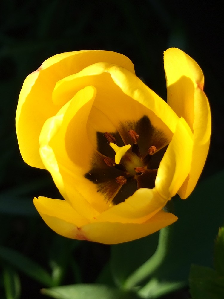 Gelbe Tulpe