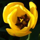 Gelbe Tulpe