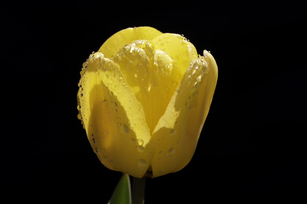 Gelbe Tulpe