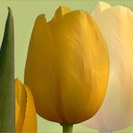 gelbe Tulpe