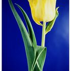 gelbe Tulpe