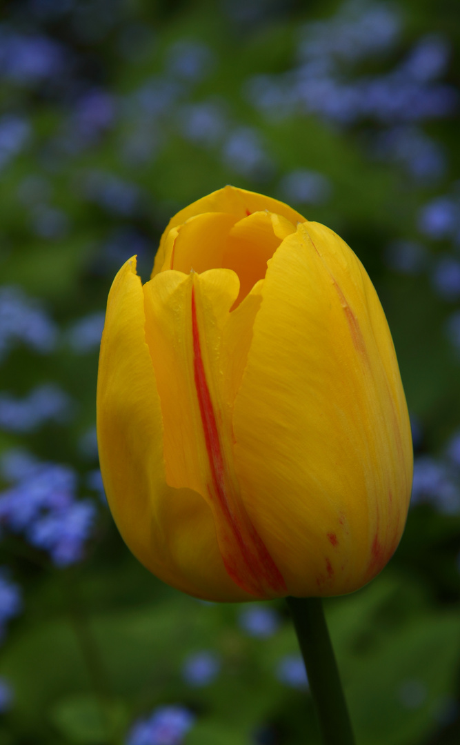 Gelbe Tulpe