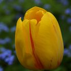 Gelbe Tulpe