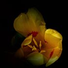 Gelbe Tulpe...................