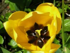 gelbe Tulpe