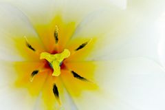 Gelbe Tulpe