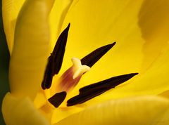 Gelbe Tulpe