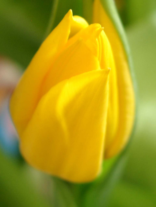 gelbe Tulpe I.