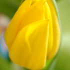 gelbe Tulpe I.