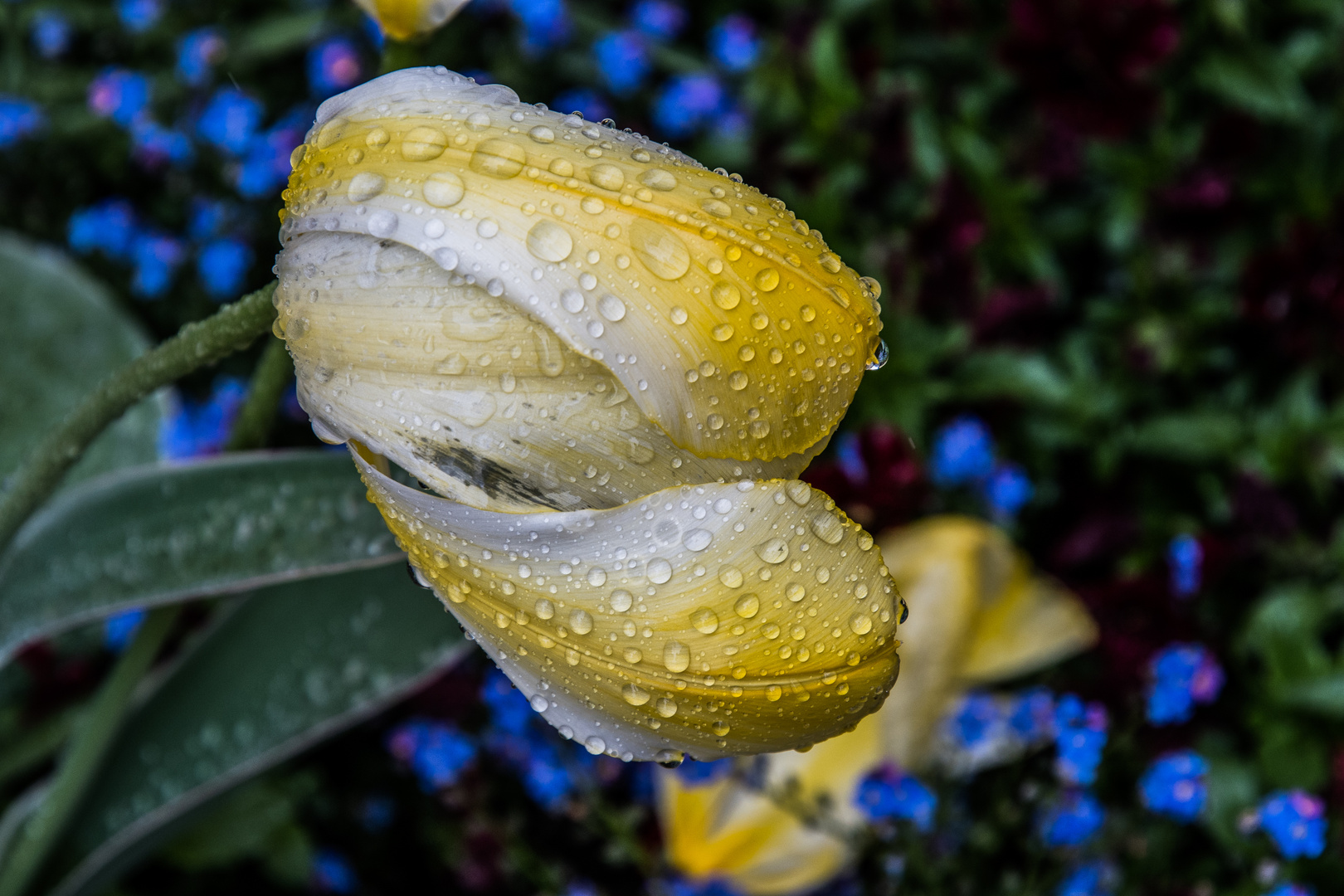 gelbe Tulpe im Regen