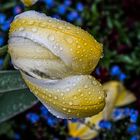 gelbe Tulpe im Regen