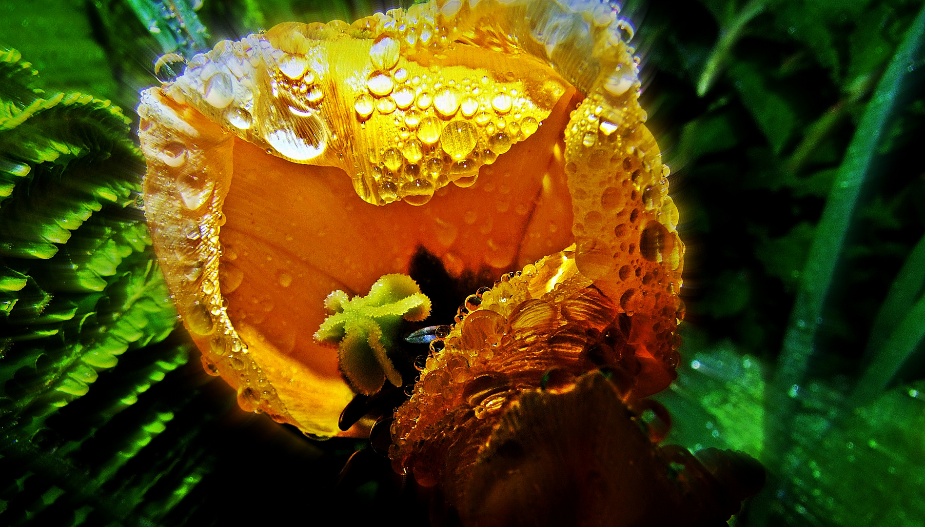 gelbe Tulpe mit Regentropfen (yellow tulip with raindrops)