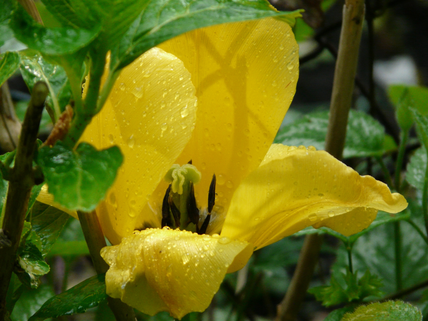 Gelbe Tulpe nach dem Regen