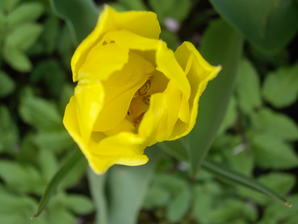 gelbe Tulpe zum Frühlingserwachen