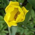gelbe Tulpe zum Frühlingserwachen