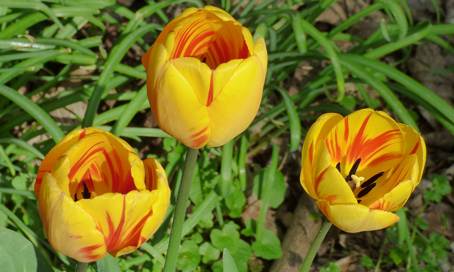Gelbe Tulpen . . .