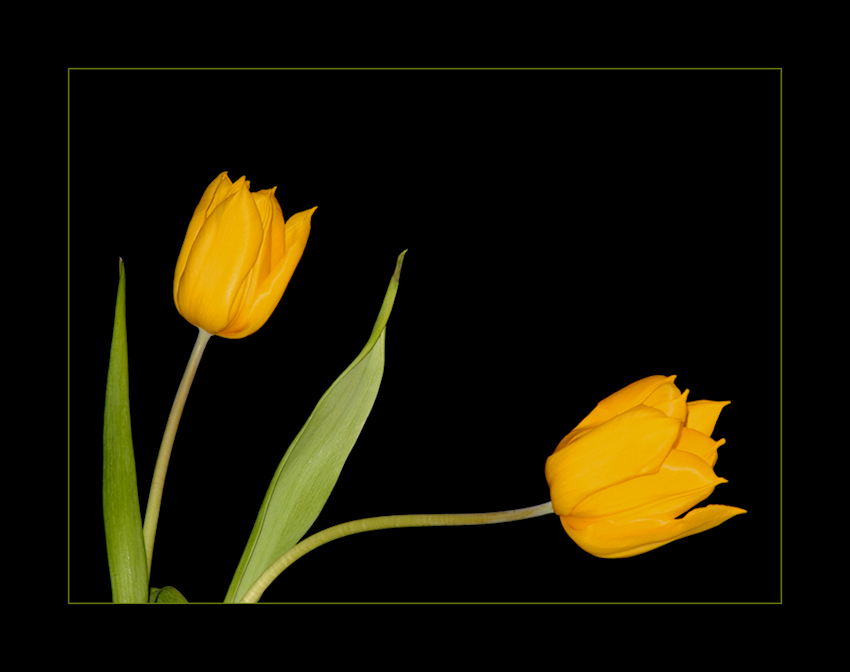 gelbe Tulpen