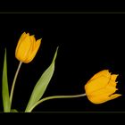 gelbe Tulpen