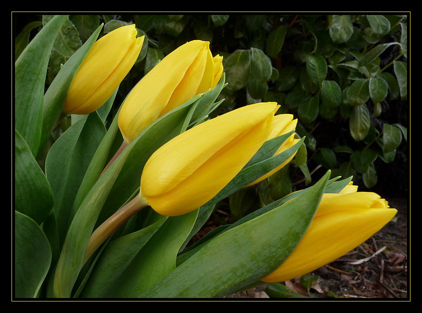 gelbe Tulpen 2