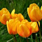 Gelbe Tulpen 